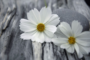 Spa still with white flower with stone on old wood texture