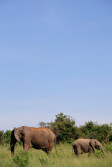 Mother and child elephants going different ways