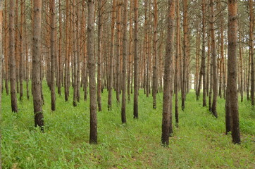 Naklejka premium посадка