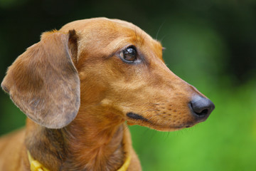 dachshund dog in park