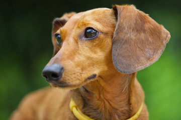 dachshund dog