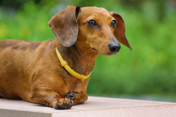 dachshund dog