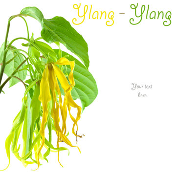 ylang-ylang,