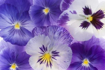 Fotobehang viooltje © _Vilor
