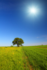 summer landscape with single tree