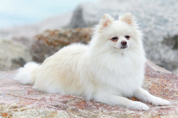 Fototapeta premium white pomeranian dog