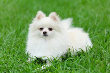 white pomeranian dog