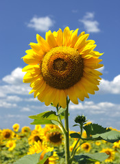 sunflower field