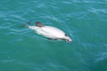 dauphin hector