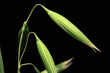 Detail of the green Oat Spike on the black Background