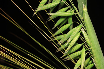 Detail of the green Oat Spike on the black Background