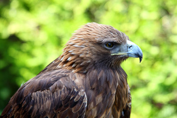 Portrait of a Golden Eagle (Aquila chrysaetos)