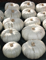 A Display of Freshly Grown Large White Pumpkins.