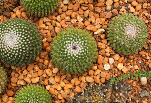 cactus on stone