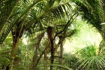 Naklejka premium Trees in tropical jungle