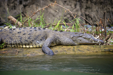 Another aligator along the Sumidero Canyon.
