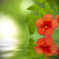 reflejo en el agua de la flor