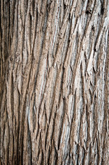 Obraz premium tree bark