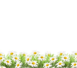 Fototapeta na wymiar Daisies on spring background.