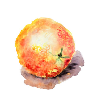 Watercolor illustration of Orange