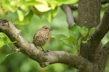 Vogel - Gartenrotschwanz