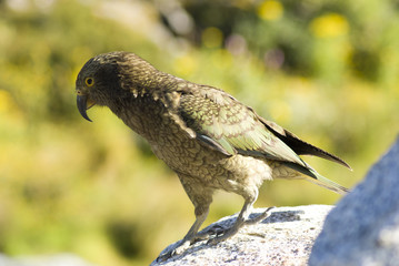 Kea Parrot, near Milford Sound, New Zealand