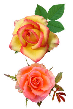 roses flowers it is isolated a holiday