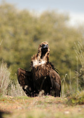 Un  buitre en la dehesa