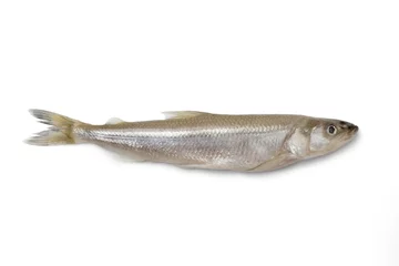 Abwaschbare Fototapete Fish Einzelner frischer europäischer Stintfisch