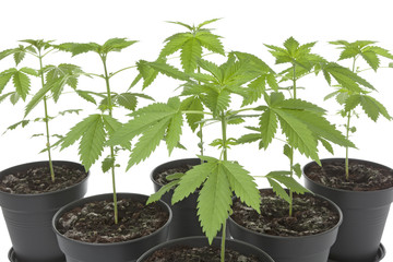 Marijuana plants in plastic pot