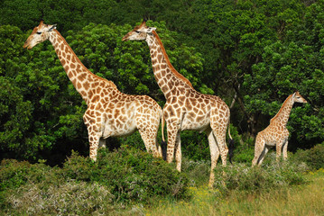 Fototapeta premium Giraffes herd