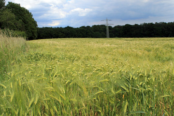wheat field