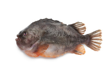 Lumpsucker fish