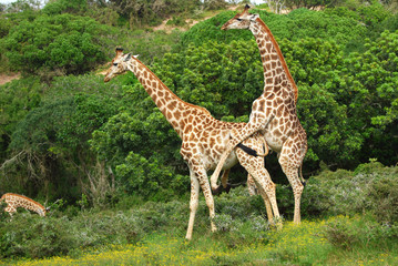 Breeding giraffes