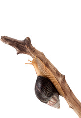 One brown snail