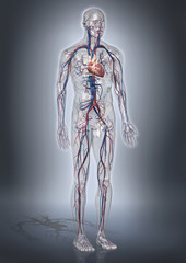 3D - Modell eines gläsernen Menschen mit Herz/Kreislaufsystem