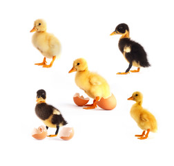 Yellow and black small ducks with eggs