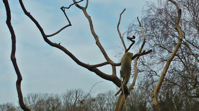 Lemur playin on tree with blue sky on the background