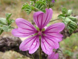 Fleur violette sur un pied de vigne