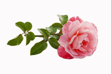 pink rose isolated