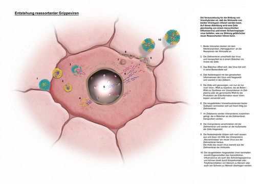 Entstehung von Virenhybriden
