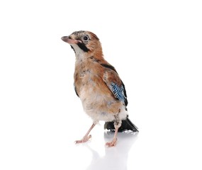 Jay on white background