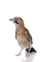 Jay on white background