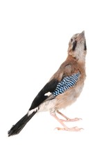 Jay on white background