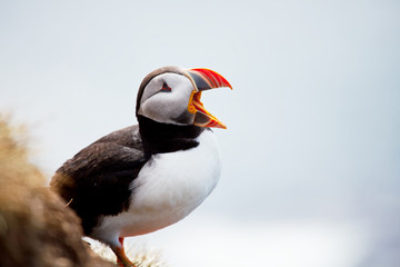 Puffin