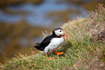 Puffin