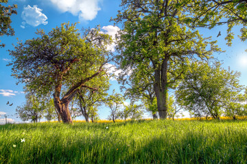 Fototapeta premium Sommerwiese HDR