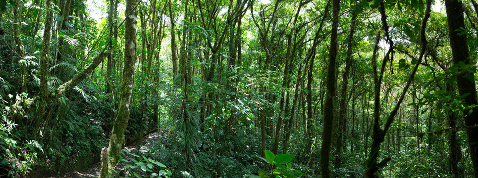 Fototapeta Cloud forest in Costa Rica