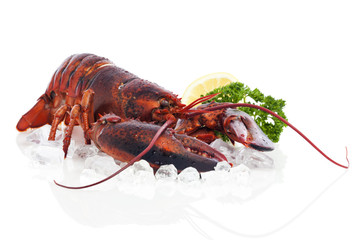 whole red lobster on ice