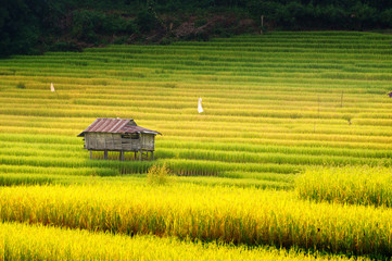 the hut and terrace rice field